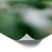 Koala, fascolarctos cinereus, Vrouw met jou Poster (Hoek)