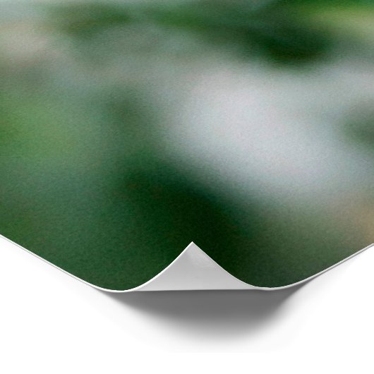 Koala, fascolarctos cinereus, Vrouw met jou Poster (Hoek)