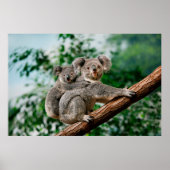 Koala, fascolarctos cinereus, Vrouw met jou Poster (Voorkant)