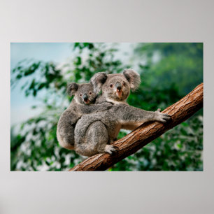 Koala, fascolarctos cinereus, Vrouw met jou Poster