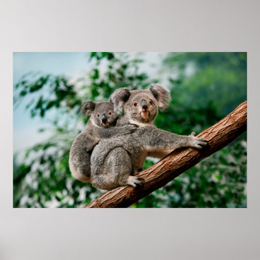Koala, fascolarctos cinereus, Vrouw met jou Poster (Voorkant)