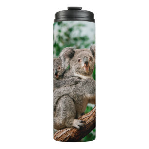 Koala, fascolarctos cinereus, Vrouw met jou Thermosbeker