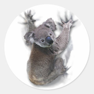 Koala Hang Op Rug Schattige Beer Australië Dier Ronde Sticker