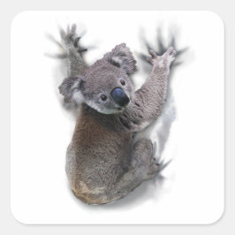 Koala Hang Op Rug Schattige Beer Australië Dier Vierkante Sticker