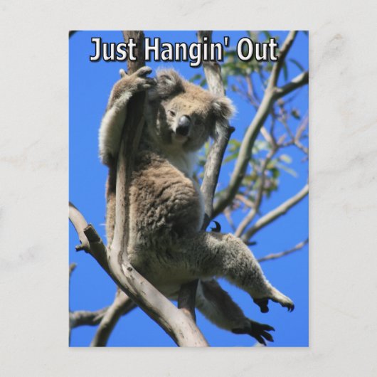Koala Hanging Out in Australië Briefkaart (Voorkant)
