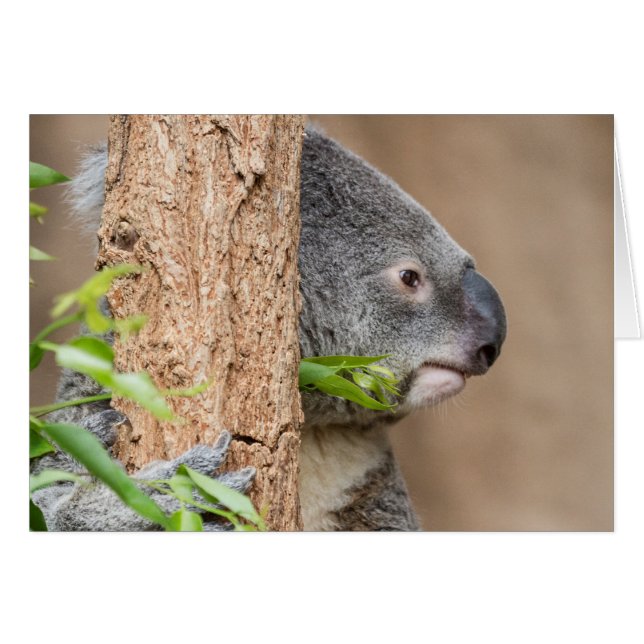 Koala Headshot (Voorkant Horizontaal)