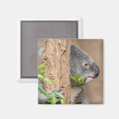 Koala Headshot Magneet (Voorkant / Achterkant)