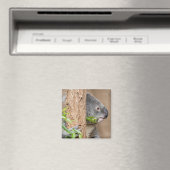 Koala Headshot Magneet (Insitu (Vaatwasser))