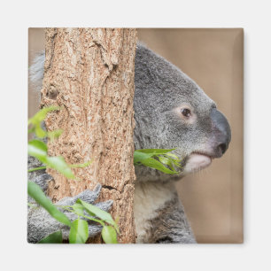 Koala Headshot Magneet