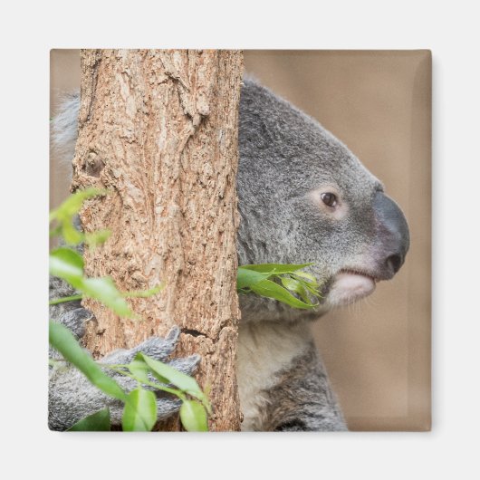 Koala Headshot Magneet (Voorkant)