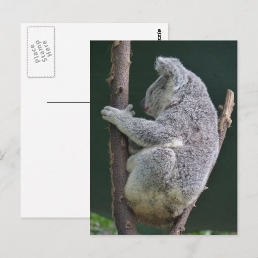 koala hug briefkaart (Voorkant / Achterkant)