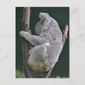 koala hug briefkaart (Voorkant)