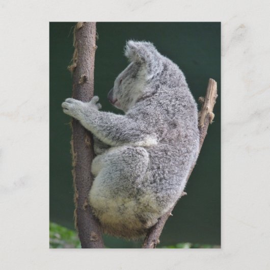 koala hug briefkaart (Voorkant)