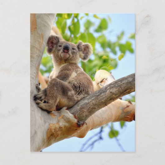 KOALA IN BOOM QUEENSLAND AUSTRALIË BRIEFKAART (Voorkant)