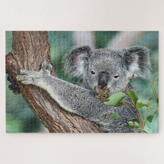 Koala in de boom legpuzzel (Horizontaal)
