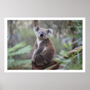 Koala in de boom poster