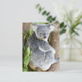 Koala in een boom Foto Briefkaart (Staand voorkant)