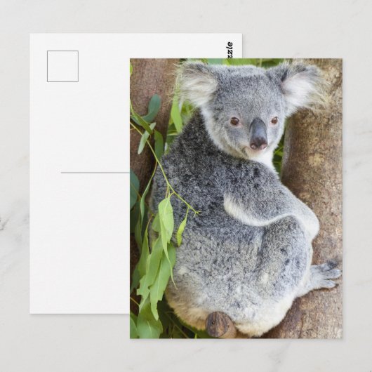 Koala in een boom Foto Briefkaart (Voorkant / Achterkant)