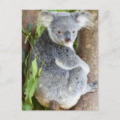 Koala in een boom Foto Briefkaart (Voorkant)