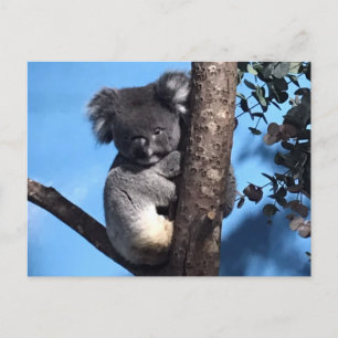 Koala in een boom met een blauwe achtergrond briefkaart