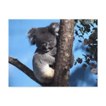 Koala in een boom met een blauwe achtergrond
