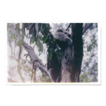 Koala in een boom