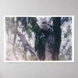 Koala in een boom poster