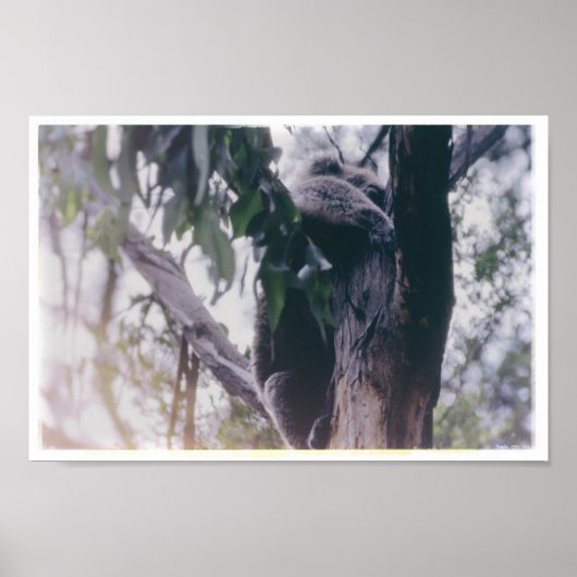 Koala in een boom poster (Voorkant)