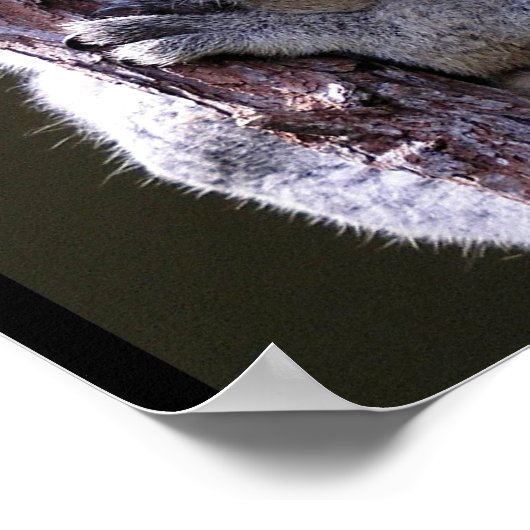 Koala in het Poster van de bomen (Hoek)