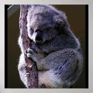 Koala in het Poster van de bomen