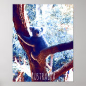 Koala in het vee Australië Poster (Voorkant)