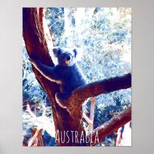 Koala in het vee Australië Poster