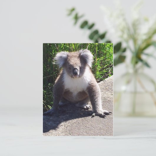 Koala in het wild briefkaart (Staand voorkant)