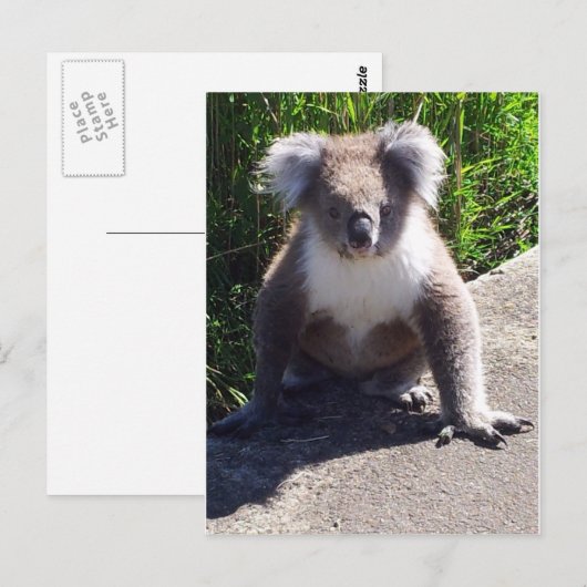 Koala in het wild briefkaart (Voorkant / Achterkant)