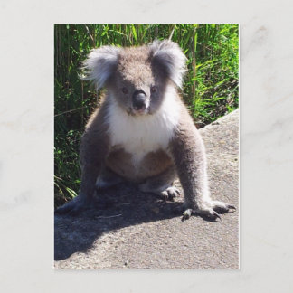 Koala in het wild briefkaart