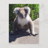 Koala in het wild briefkaart (Voorkant)