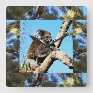 Koala In Old Pine Tree Framed With Lorikeet, Vierkante Klok