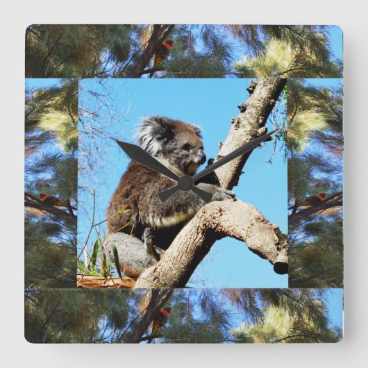 Koala In Old Pine Tree Framed With Lorikeet, Vierkante Klok (Voorkant)