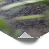 Koala in Perth Zoo Australië Poster (Hoek)