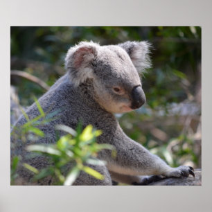 Koala in Perth Zoo Australië Poster