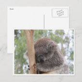 koala in slaap briefkaart (Voorkant / Achterkant)