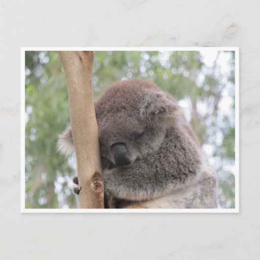 koala in slaap briefkaart (Voorkant)