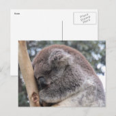 koala in slaap briefkaart (Voorkant / Achterkant)