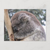 koala in slaap briefkaart (Voorkant)
