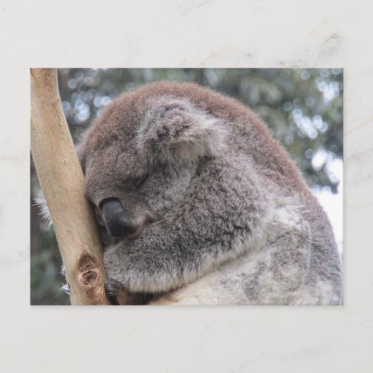 koala in slaap briefkaart (Voorkant)