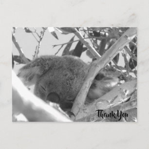 Koala in slaap, zwarte & witte foto, Australië Briefkaart