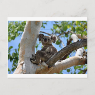 KOALA IN TREE PLATTELANDSQUEENSLAND AUSTRALIË BRIEFKAART