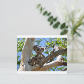 KOALA IN TREE QUEENSLAND AUSTRALIË BRIEFKAART (Staand voorkant)