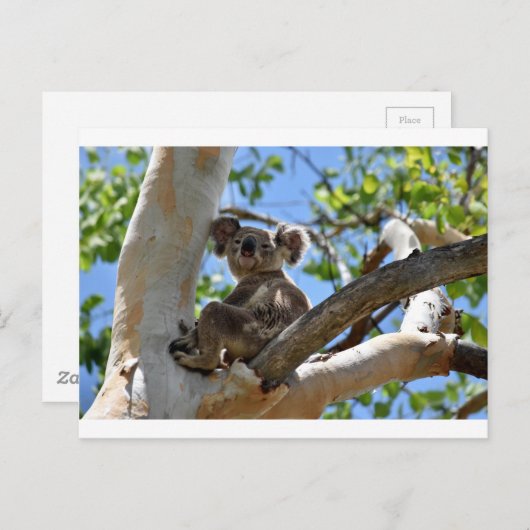 KOALA IN TREE QUEENSLAND AUSTRALIË BRIEFKAART (Voorkant / Achterkant)