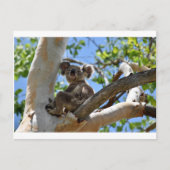 KOALA IN TREE QUEENSLAND AUSTRALIË BRIEFKAART (Voorkant)